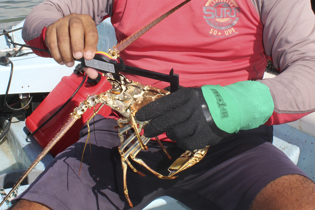 Langosteros del Caribe Fishing Cooperative